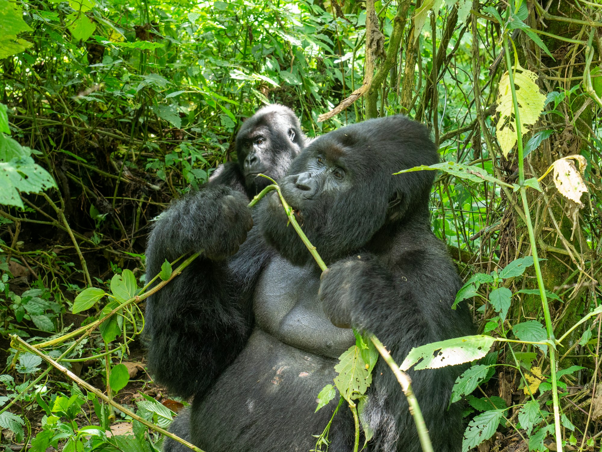 Portrait of gorillas in Virunga National Park, Democratic Republic of the Congo